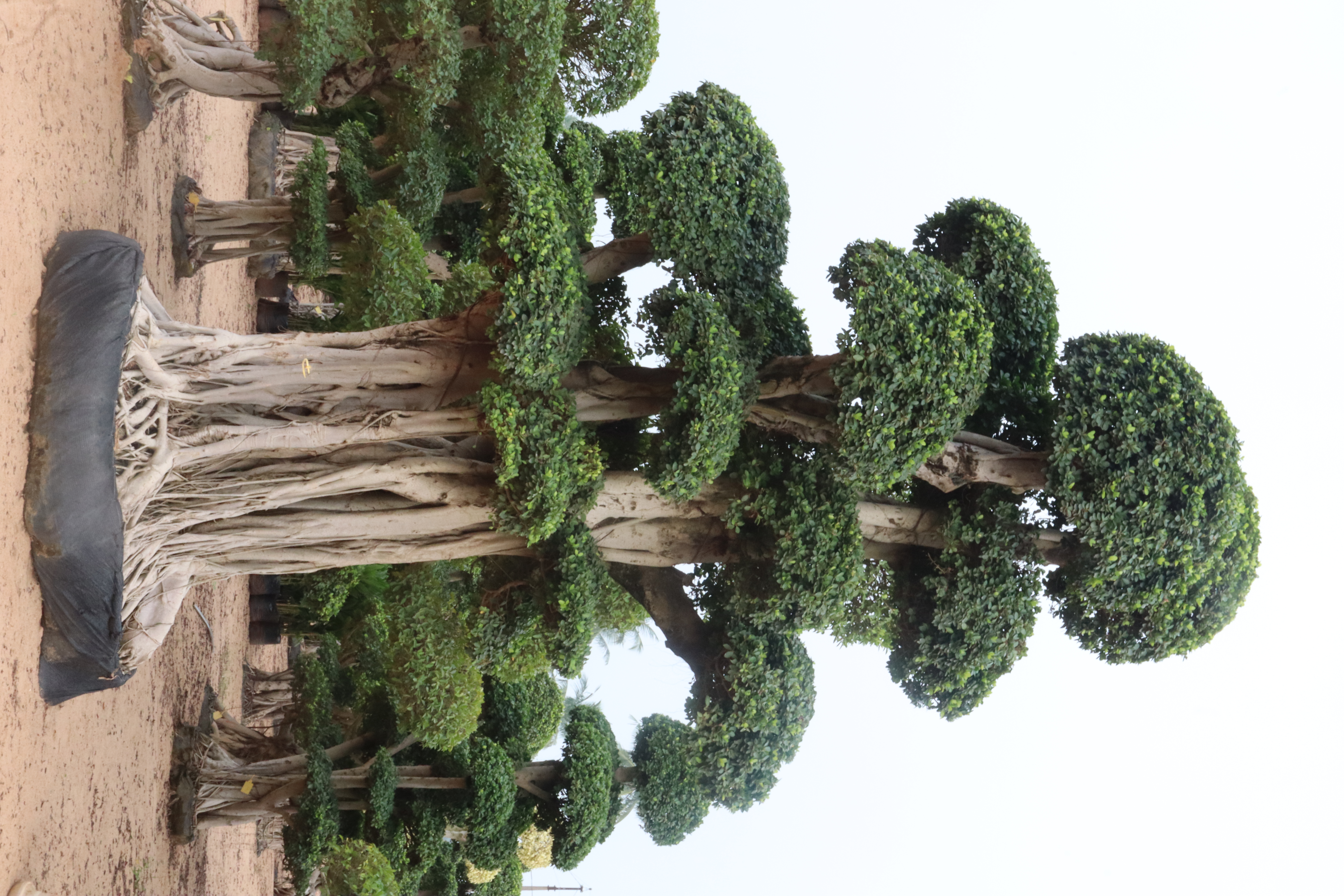 Giant Multihead Ficus Bonsai from KAR Nursery Kadiyam